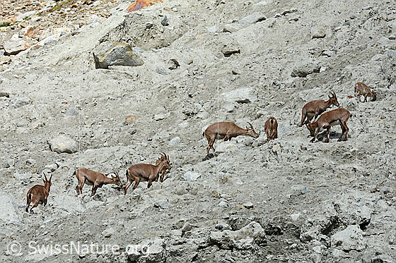 Foto: Alpensteinböcke (Capra ibex) im Rudel. Die Steinböclke, Steingeissen und Steinkitze lecken Sand, vermutlich um Mineralien aufzunehmen.
Familie: Bovidae (Hornträger)
Gattung: Capra (Ziegen)