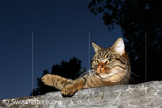 Photo: Domestic cat (Felis catus) on the top of a wall.