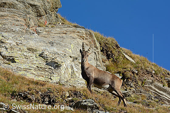 Foto: Alpensteinbock (Capra ibex). Unterwegs in steilem Gelände.