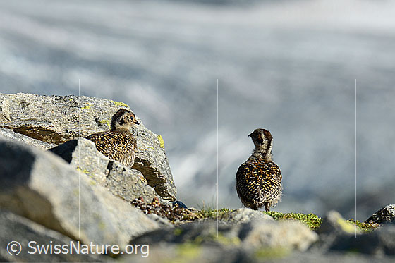 Foto: Zwei Schneehuhn (Lagopus mutus) Küken.
Lat.: Lagopus mutus
Ordnung: Galliformes (Hühnervögel)
Familie: Phasianidae (Fasanenartige)
Unterfamilie: Tetraoninae (Raufusshühner)
Gattung: Lagopus (Schneehühner)