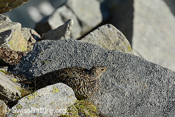 Foto: Schneehuhn (Lagopus mutus) im Sommerkleid.
Alpenschneehuhn.
Lat.: Lagopus mutus
Ordnung: Galliformes (Hühnervögel)
Familie: Phasianidae (Fasanenartige)
Unterfamilie: Tetraoninae (Raufusshühner)
Gattung: Lagopus (Schneehühner)