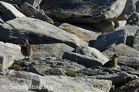 Foto: Schneehuhn (Lagopus mutus) Küken.
Lat.: Lagopus mutus
Ordnung: Galliformes (Hühnervögel)
Familie: Phasianidae (Fasanenartige)
Unterfamilie: Tetraoninae (Raufusshühner)
Gattung: Lagopus (Schneehühner)