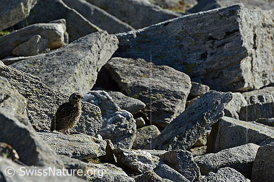 Foto: Schneehuhn (Lagopus mutus) Küken.
Lat.: Lagopus mutus
Ordnung: Galliformes (Hühnervögel)
Familie: Phasianidae (Fasanenartige)
Unterfamilie: Tetraoninae (Raufusshühner)
Gattung: Lagopus (Schneehühner)