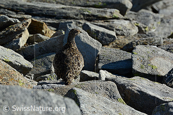 Foto: Gut getarntes Schneehuhn (Lagopus mutus). Weibchen im Sommerkleid.
Alpenschneehuhn
Lat.: Lagopus mutus
Ordnung: Galliformes (Hühnervögel)
Familie: Phasianidae (Fasanenartige)
Unterfamilie: Tetraoninae (Raufusshühner)
Gattung: Lagopus (Schneehühner)