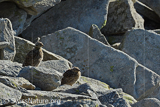 Foto: Schneehuhn (Lagopus mutus) Küken.
Lat.: Lagopus mutus
Ordnung: Galliformes (Hühnervögel)
Familie: Phasianidae (Fasanenartige)
Unterfamilie: Tetraoninae (Raufusshühner)
Gattung: Lagopus (Schneehühner)