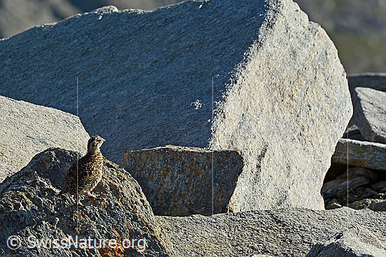Foto: Schneehuhn (Lagopus mutus) Küken.
Lat.: Lagopus mutus
Ordnung: Galliformes (Hühnervögel)
Familie: Phasianidae (Fasanenartige)
Unterfamilie: Tetraoninae (Raufusshühner)
Gattung: Lagopus (Schneehühner)