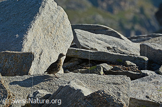 Foto: Schneehuhn (Lagopus mutus) Küken.
Lat.: Lagopus mutus
Ordnung: Galliformes (Hühnervögel)
Familie: Phasianidae (Fasanenartige)
Unterfamilie: Tetraoninae (Raufusshühner)
Gattung: Lagopus (Schneehühner)