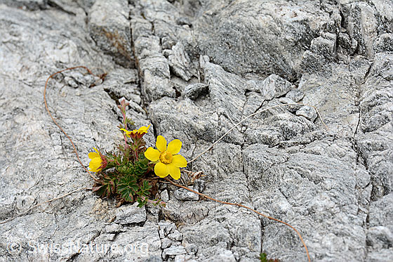 Foto: Farbtupfer im Fels. Diese Berg-Nelkenwurz konnte sich in einer Felsritze entwickeln und leuchtet im hellen Gestein. So wie die kleine Blume durch ihre leuchtende Farbe meiner Aufmerksamkeit nicht entgangen ist, wird sie sicher auch den Insekten auffallen und von ihnen Besuch erhalten.
Name: Kriechender Berg-Nelkenwurz
Lat.: Geum reptans
Familie: Rosaceae (Rosengewächse)