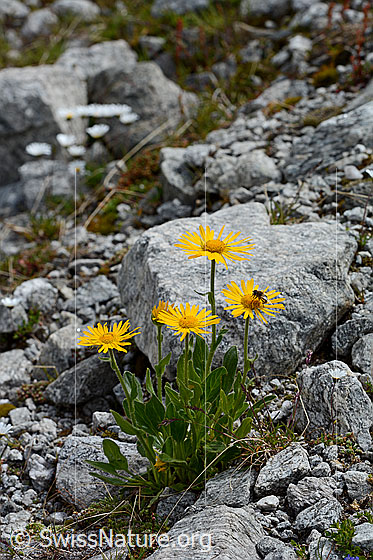 Foto: Clusius Gemswurz. Blühend. 
Lat.: Doronicum clusii
Familie: Asteraceae (Korbblütler)