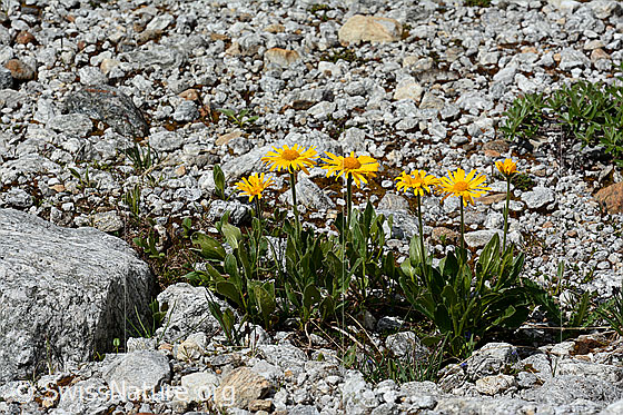 Foto: Clusius Gemswurz. Blühend. 
Lat.: Doronicum clusii
Familie: Asteraceae (Korbblütler)
