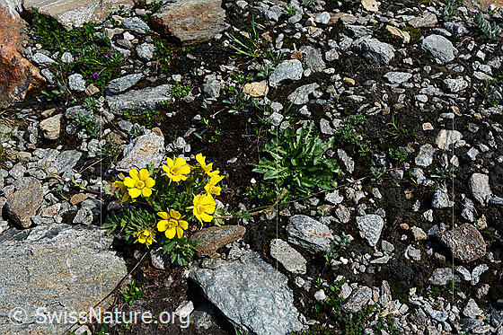 Foto: Name: Kriechende Berg-Nelkenwurz
Lat.: Geum reptans
Familie: Rosaceae (Rosengewächse)