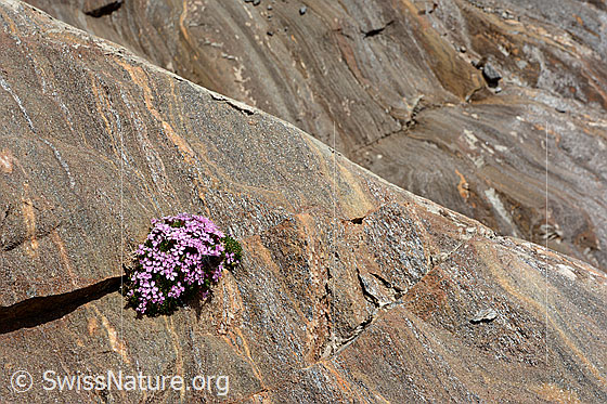 Photo: Silene acaulis on Bündner slate.