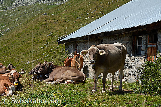 Foto: Rinder vor Alphütte.