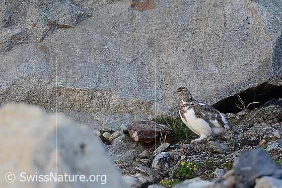Foto: Junges Schneehuhn (Lagopus mutus)  vor Felsblock.
Lat.: Lagopus mutus
Ordnung: Galliformes (Hühnervögel)
Familie: Phasianidae (Fasanenartige)
Unterfamilie: Tetraoninae (Raufusshühner)
Gattung: Lagopus (Schneehühner)
