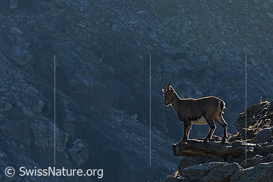 Foto: Steinbock auf Felsvorsprung.