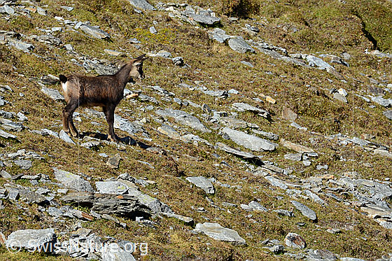 Foto: Gämse (Rupicapra rupicapra) mit Jungtier.
Lat.: Rupicapra rupicapra
Ordnung: Artiodactyla (Paarhufer)
Familie: Bovidae (Hornträger)
Gattung: Rupicapra (Gämsen)