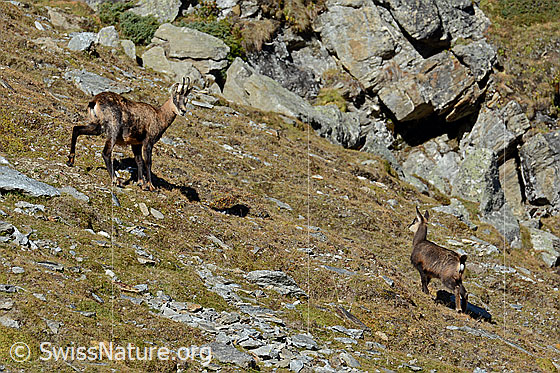 Foto: Gämse (Rupicapra rupicapra) mit Jungtier.
Lat.: Rupicapra rupicapra
Ordnung: Artiodactyla (Paarhufer)
Familie: Bovidae (Hornträger)
Gattung: Rupicapra (Gämsen)