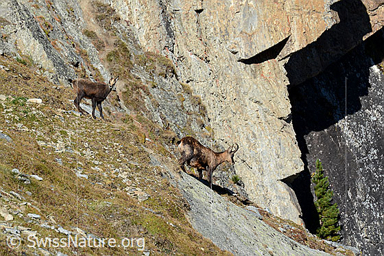 Foto: Gämse (Rupicapra rupicapra) mit Jungtier.
Lat.: Rupicapra rupicapra
Ordnung: Artiodactyla (Paarhufer)
Familie: Bovidae (Hornträger)
Gattung: Rupicapra (Gämsen)