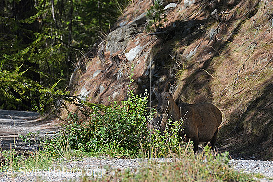 Foto: Steingeiss (Capra ibex) im lichten Bergwald.
Lat.: Capra ibex
Ordnung: Artiodactyla (Paarhufer)
Familie: Bovidae (Hornträger)
Unterfamilie: Antilopinae
Gattung: Capra (Ziegen)
