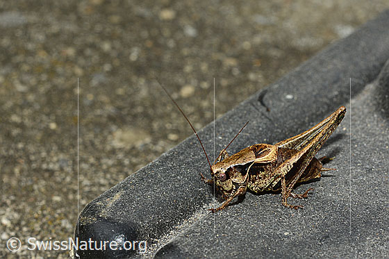 Foto: Gewöhnliche Strauchschrecke (Pholidoptera griseoaptera). Länge 15 - 20mm. Männchen. Wird auch Gemeine Strauchschrecke genannt.