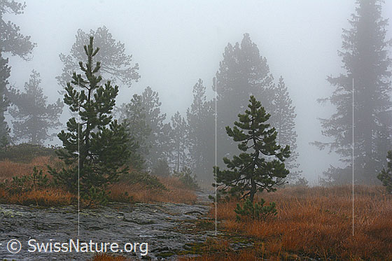 Foto: Nebelstimmung im Bergwald. Eigentlich wollten wir an diesem Tag über den Nebel. Das gelang knapp nicht. Den Bergwald im Nebel zu erwandern, hatte aber durchaus auch seinen Reiz.