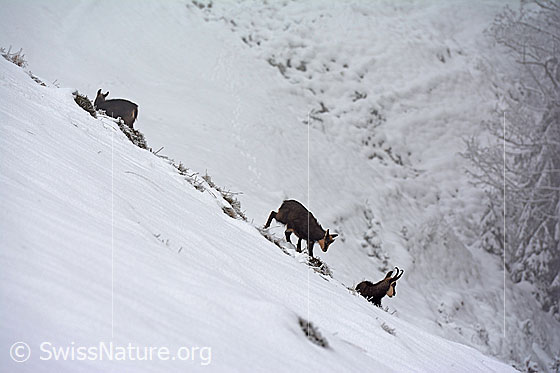Foto: Lat.: Rupicapra rupicapra
Ordnung: Artiodactyla (Paarhufer)
Familie: Bovidae (Hornträger)
Gattung: Rupicapra (Gämsen)