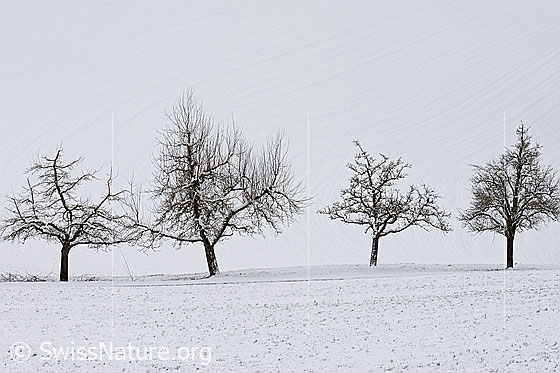 Foto: Baumreihe im Winter. Ein paar cm Neuschnee sorgten dafür, dass die sonst eher unscheinbare Baumreihe schön freigestellt wurde.