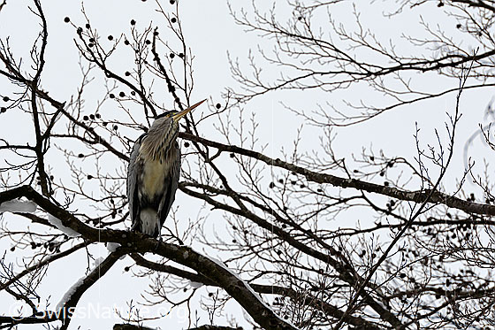 Foto: Graureiher (Ardea cinerea), auch Fischreiher genannt, auf Baum sitzend.
Umgebung: Flusslandschaft mit Auenwald. Höhe ca. 550m ü.M.
Lat.: Ardea cinerea
Ordnung: Pelecaniformes (Pelikanverwandte)
Familie: Ardeidae (Reiher)
Unterfamilie: Ardeinae
Gattung: Ardea