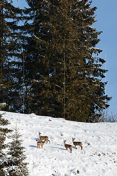 Foto: Rehe (Capreolus capreolus) in winterlicher Landschaft.