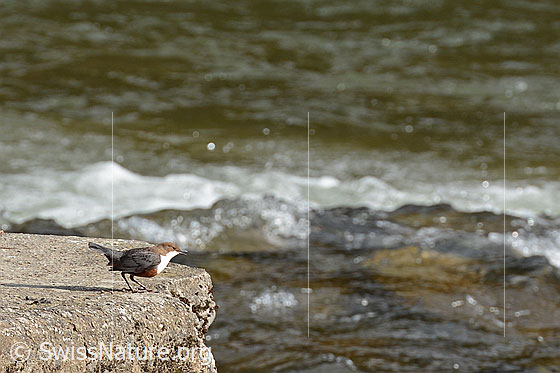 Foto: Wasseramsel (Cinclus cinclus) späht nach Beute.
Lat.: Cinclus cinclus
Ordnung: Passeriformes (Sperlingsvögel)
Unterordnung: Passeri (Singvögel)
Familie: Cinclidae (Wasseramseln)
Gattung: Cinclus (Wasseramseln)