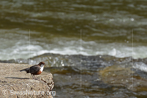 Foto: Wasseramsel (Cinclus cinclus) am Ufer.
Lat.: Cinclus cinclus
Familie: Cinclidae (Wasseramseln)