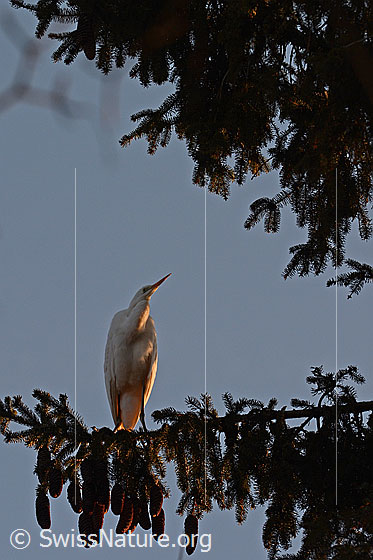 Foto: Silberreiher (Ardea alba) auf Tannenast sitzend.
Umgebung: Landwirtschaftlich genutzte ebene Wiese angrenzend an kleinen Bach und Wald. Höhe ca. 570m ü.M.
Lat.: Ardea cinerea
Ordnung: Pelecaniformes (Pelikanverwandte)
Familie: Ardeidae (Reiher)
Unterfamilie: Ardeinae
Gattung: Ardea