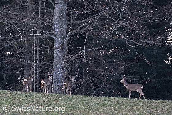 Foto: Rehe
Lat.: Capreolus capreolus 
Familie: Cervidae (Hirsche)
Unterfamilie: Capreolinae (Trughirsche)
Gattung: Capreolus (Rehe)