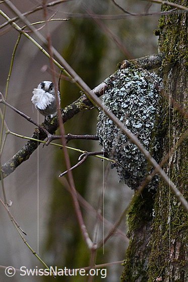 Foto: Schwanzmeise neben Nest. Die Feder im Schnabel der Schwanzmeise wird für die Auspolsterung des Nests verwendet. Dieses Nest wurde einen Tag später von einem Sturm und Schnee stark beschädigt und von den Schwanzmeisen aufgegeben.
Lat.: Aegithalos caudatus
Ordnung: Passeriformes (Sperlingsvögel)
Unterordnung: Passeri (Singvögel)
Familie: Aegithalidae (Schwanzmeisen)
Gattung: Aegithalos