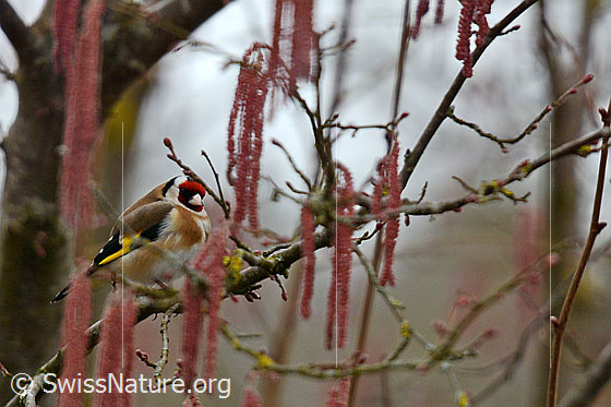 Foto: Stieglitz (Carduelis carduelis)