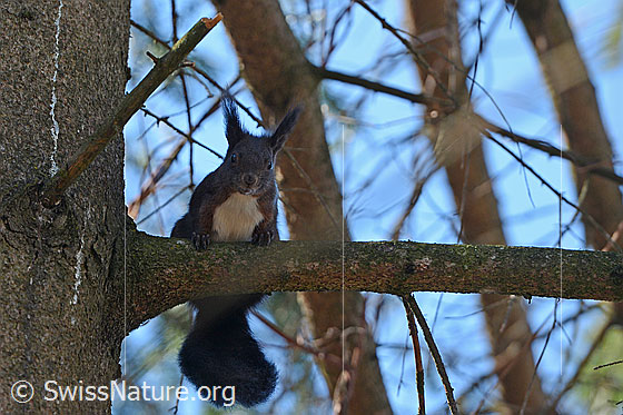 Foto: Eichhörnchen (Sciurus vulgaris) sitzt auf Ast und schaut zu uns herunter.
Umgebung: Wald an Flussufer.
Lat.: Sciurus vulgaris
Familie: Sciuridae (Hörnchen)