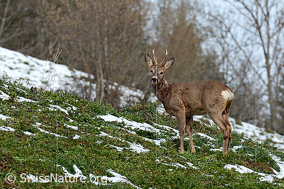Photo: Roe deer buck (Capreolus capreolus) in meadow. Side view.