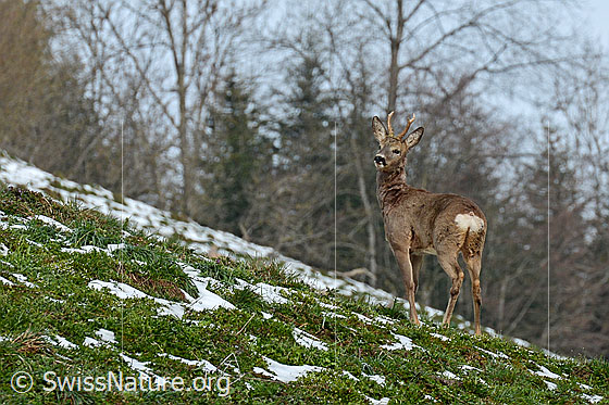 Photo: Roe deer (Capreolus capreolus) in meadow. View from side back.