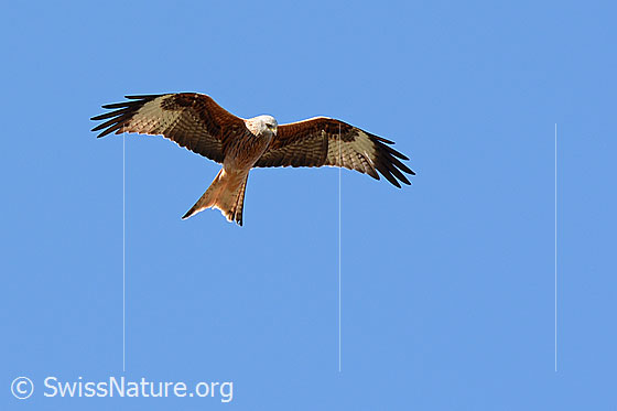 Foto: Rotmilan (Milvus milvus).
Lat.: Milvus milvus
Familie: Accipitridae (Habichtartige)
Gattung: Milvus (Milane)