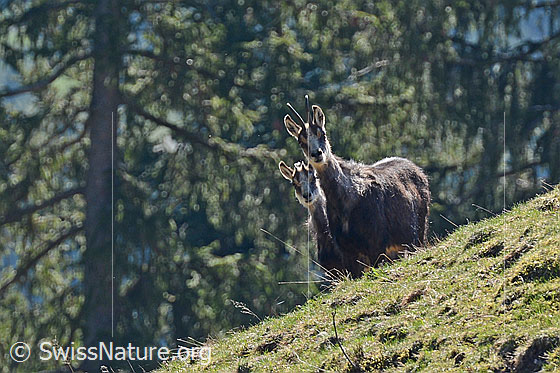 Foto: Gämsen (Rupicapra rupicapra).
Lat.: Rupicapra rupicapra
Ordnung: Artiodactyla (Paarhufer)
Familie: Bovidae (Hornträger)
Gattung: Rupicapra (Gämsen)