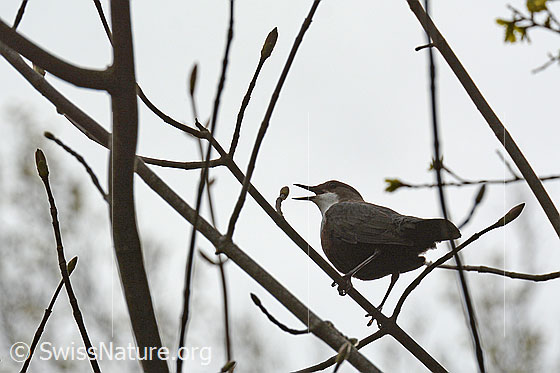 Foto: Singende Wasseramsel (Cinclus cinclus).
Lat.: Cinclus cinclus
Ordnung: Passeriformes (Sperlingsvögel)
Unterordnung: Passeri (Singvögel)
Familie: Cinclidae (Wasseramseln)
Gattung: Cinclus (Wasseramseln)