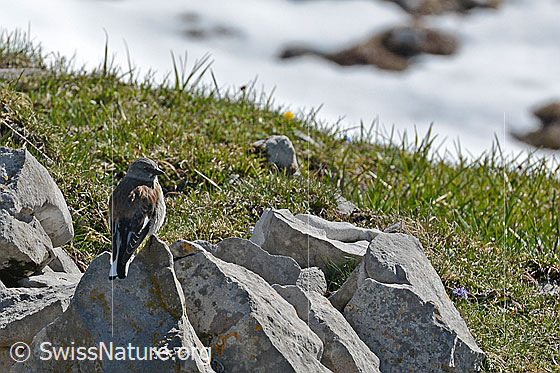 Foto: Schneesperling (Montifringilla nivalis), früher auch Schneefink genannt, auf Felsblock sitzend.
Lat.: Montifringilla nivalis
Ordnung: Passeriformes (Sperlingsvögel)
Unterordnung: Passeri (Singvögel)
Familie: Passeridae (Sperlinge)
Gattung: Montifringilla (Schneesperlinge)