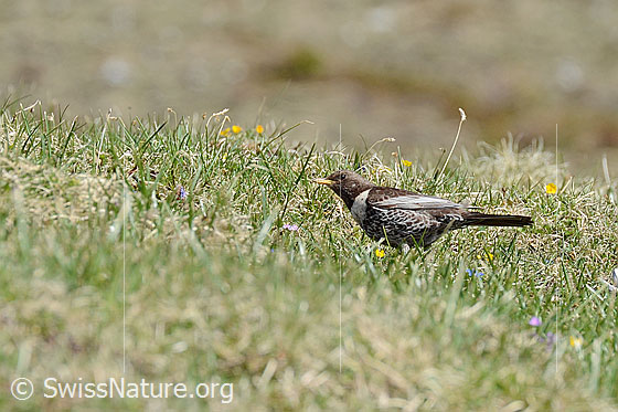 Foto: Ringdrossel (Turdus torquatus) auf Nahrungssuche.
Lat.: Turdus torquatus
Familie: Turdidae (Drosseln)
Unterordnung: Passeri (Singvögel)