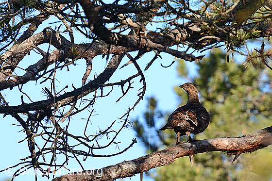 Foto: Birkhuhn (Lyrurus tetrix) auf Ast sitzend.
Lat.: Lyrurus tetrix, Syn.: Tetrao tetrix
Ordnung: Galliformes (Hühnervögel)
Familie: Phasianidae (Fasanenartige)
Unterfamilie: Phasianinae
Gattung: Lyrurus (Birkhühner)