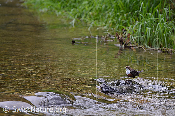 Foto: Wasseramsel (Cinclus cinclus) auf Stein im Bach.
Lat.: Cinclus cinclus
Ordnung: Passeriformes (Sperlingsvögel)
Unterordnung: Passeri (Singvögel)
Familie: Cinclidae (Wasseramseln)
Gattung: Cinclus (Wasseramseln)