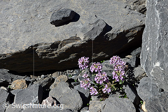 Foto: Kriechendes Täschelkraut (Thlaspi rotundifolium) gedeiht zwischen Steinen und  Felsplatten.
Umgebung: Vom Gletscher zurückgelassener Gesteinsschutt.
Lat.: Thlaspi rotundifolium
Familie: Brassicaceae (Kreuzblütler)