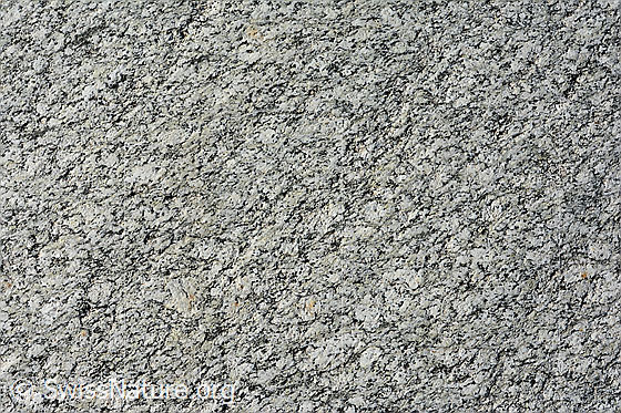 Foto: Vom Gletscher geschliffene Felspartie aus Granit (Zentraler Aaregranit).
Es handelt sich um ein magmatische Gestein.
