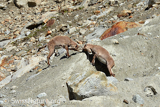 Foto: Zwei Steingeissen (Capra ibex) beim Stretching.
Lat.: Capra ibex
Ordnung: Artiodactyla (Paarhufer)
Familie: Bovidae (Hornträger)
Unterfamilie: Antilopinae
Gattung: Capra (Ziegen)