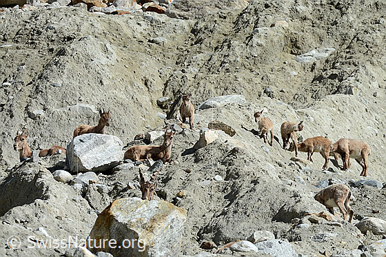 Foto: Alpensteinböcke (Capra ibex) im Rudel. Die Steinböclke, Steingeissen und Steinkitze lecken Sand, vermutlich um Mineralien aufzunehmen.
Familie: Bovidae (Hornträger)
Gattung: Capra (Ziegen)