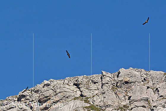 Foto: Gänsegeier (Gyps fulvus) kreisen über einer Felswand. Insgesamt zogen 11 Gänsegeier vorüber und flogen Kreise über einzelnen Voralpengipfeln.